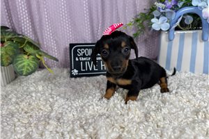 Tinker - Dachshund, Mini for sale
