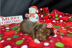 Polly - puppy for sale