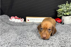 Hamilton - puppy for sale