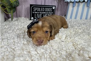 Brielle - puppy for sale
