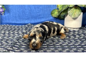 Jobie - Mini Dachshund for sale