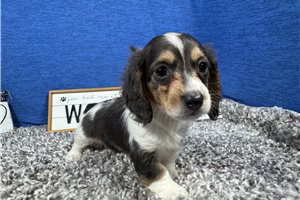 Lorenzo - Dachshund, Mini for sale