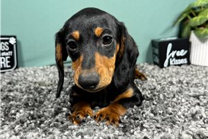 Lawson - Dachshund, Mini for sale