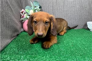 Phineas - Dachshund, Mini for sale