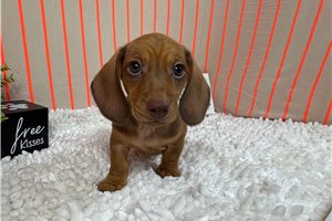 Hamilton - Dachshund, Mini for sale