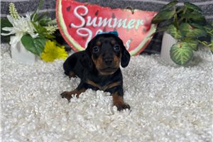 Sasha - Dachshund, Mini for sale