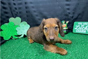 Phineas - Dachshund, Mini for sale