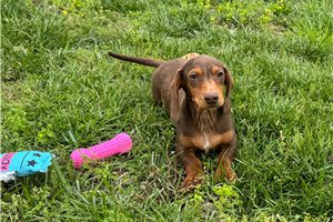 Nick - Dachshund, Mini for sale
