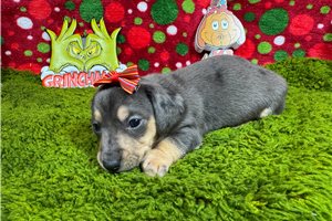 Tiana - Dachshund, Mini for sale