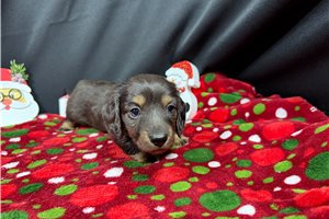 Theo - Dachshund, Mini for sale
