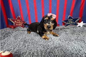 Hannah - Dachshund, Mini for sale