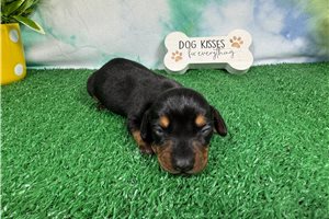 Perdita - Dachshund, Mini for sale