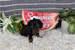 Sarah - Mini Dachshund for sale