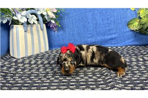 Joanna - puppy for sale