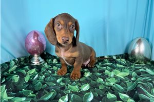Nick - Dachshund, Mini for sale