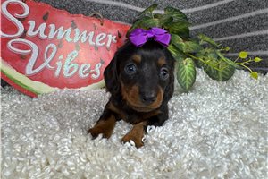 Simone - Dachshund, Mini for sale
