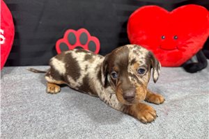 Boo - puppy for sale