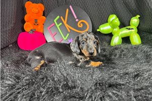 Jiminy - Mini Dachshund for sale