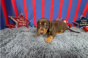 Hans - Dachshund, Mini for sale