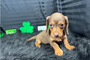 Lincoln - puppy for sale