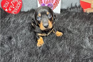 Lisa - Dachshund, Mini for sale