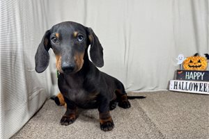Shawn - Mini Dachshund for sale