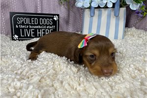 Bridget - Mini Dachshund for sale