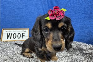 Liberty - Dachshund, Mini for sale