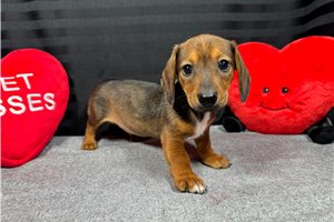 Patrick - puppy for sale