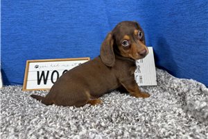 Lincoln - Dachshund, Mini for sale