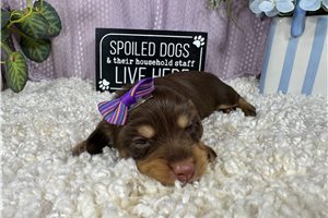 Brianna - Dachshund, Mini for sale