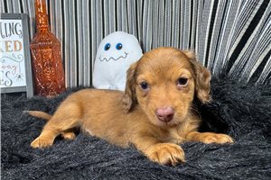 Blackjack - Mini Dachshund for sale