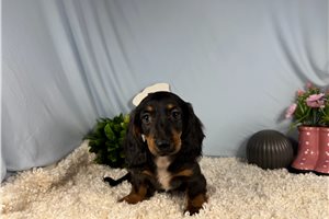 Sawyer - Dachshund, Mini for sale