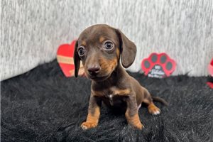 Paxton - puppy for sale