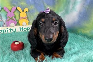 Coffee - Dachshund, Mini for sale