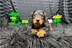 Lennox - puppy for sale