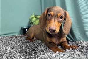 Nick - Dachshund, Mini for sale