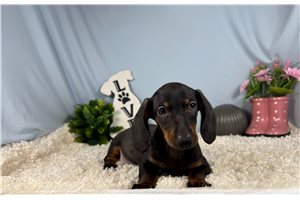 Shawn - Dachshund, Mini for sale