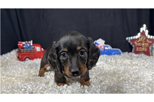 Sawyer - Dachshund, Mini for sale