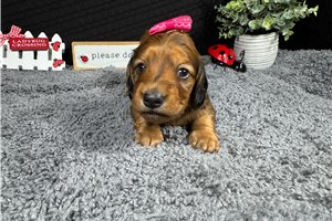 Hannah - Mini Dachshund for sale
