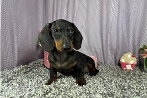 Shawn - Dachshund, Mini for sale