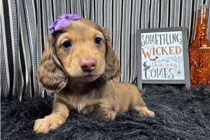 Bridget - Mini Dachshund for sale
