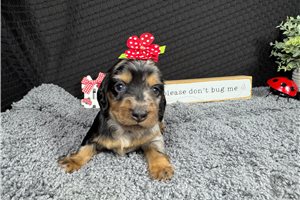 Hannah - Dachshund, Mini for sale