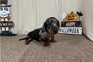 Jiminy - Mini Dachshund for sale