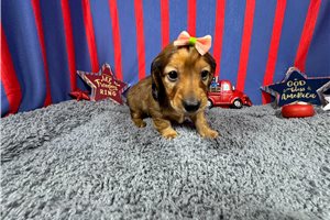Hannah - Dachshund, Mini for sale
