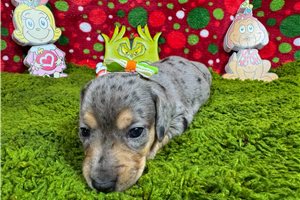 Tinkerbell - Dachshund, Mini for sale