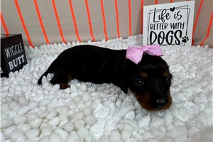Simone - puppy for sale