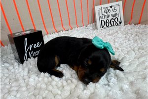 Sasha - Dachshund, Mini for sale