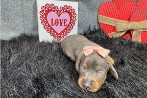 Gabriella - puppy for sale
