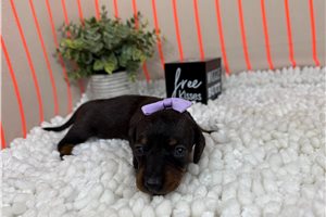 Sarah - puppy for sale